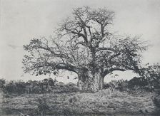 Baobab-Tree 1924. Artist: John Kirk