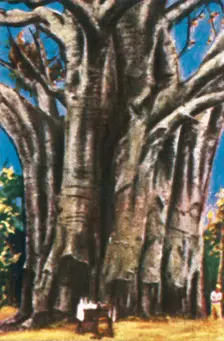 Baobab trees, Usambara Mountains, c1928. Creator: Unknown