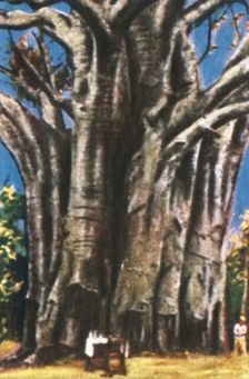 Baobab trees, Usambara Mountains, c1928. Creator: Unknown