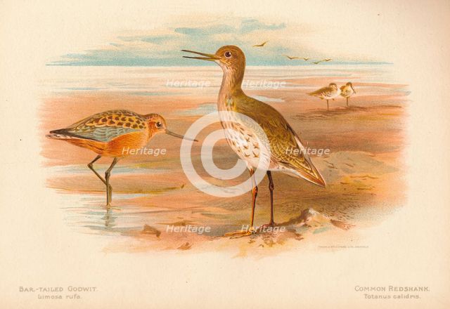 'Bar-Tailed Godwit (Limosa rufa), Common Redshank (Totanus)', 1900, (1900). Artist: Charles Whymper.