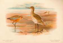 Bar-Tailed Godwit (Limosa rufa), Common Redshank (Totanus) 1900, (1900). Artist: Charles Whymper