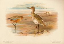 Bar-Tailed Godwit (Limosa rufa), Common Redshank (Totanus) 1900, (1900). Artist: Charles Whymper