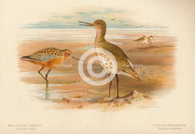 'Bar-Tailed Godwit (Limosa rufa), Common Redshank (Totanus)', 1900, (1900). Artist: Charles Whymper.