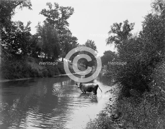 Baraboo River near Ableman's, between 1880 and 1899. Creator: Unknown.