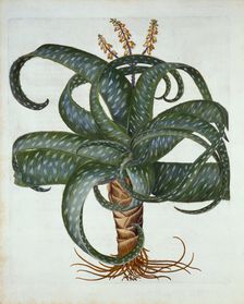 Barbados Aloe, from Hortus Eystettensis by Basil Besler (1561-1629) pub. 1613