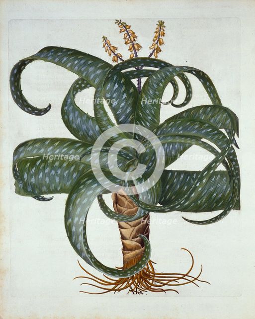 Barbados Aloe, from 'Hortus Eystettensis', by Basil Besler (1561-1629) pub. 1613 
