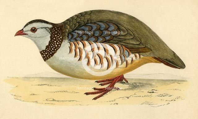 'Barbary Partridge', late 19th century. Creator: Unknown.