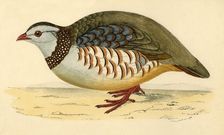 Barbary Partridge late 19th century. Creator: Unknown