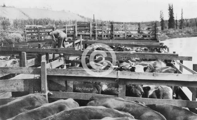 Barge of cattle, between c1900 and 1916. Creator: Unknown.