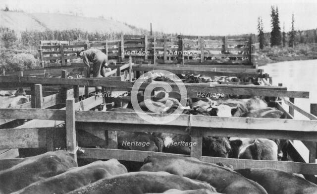 Barge of cattle, between c1900 and 1916. Creator: Unknown.