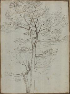 Bare Tree [verso]. Creator: Fra Bartolomeo
