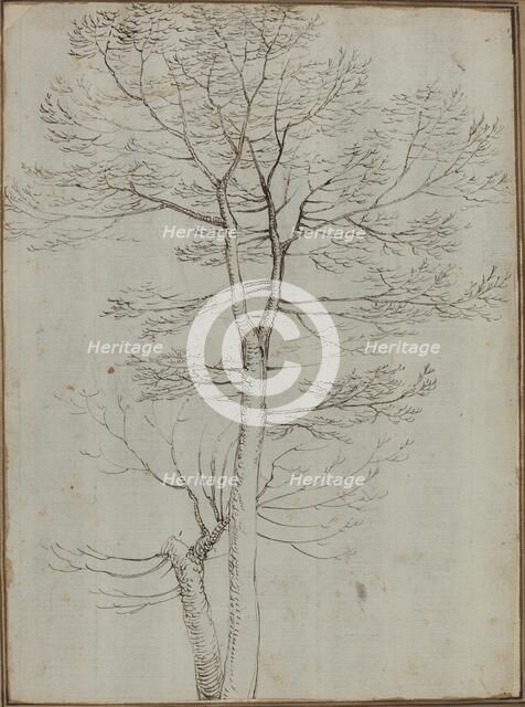 Bare Tree [verso]. Creator: Fra Bartolomeo.