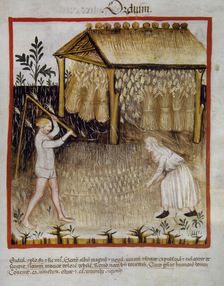 Barley, 14th century. Creator: Unknown