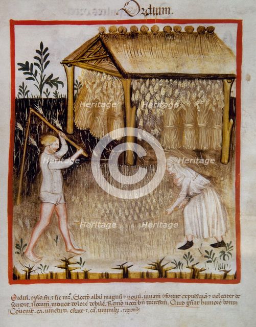 Barley, 14th century.  Creator: Unknown.