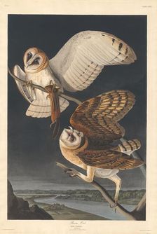 Barn Owl, 1833. Creator: Robert Havell