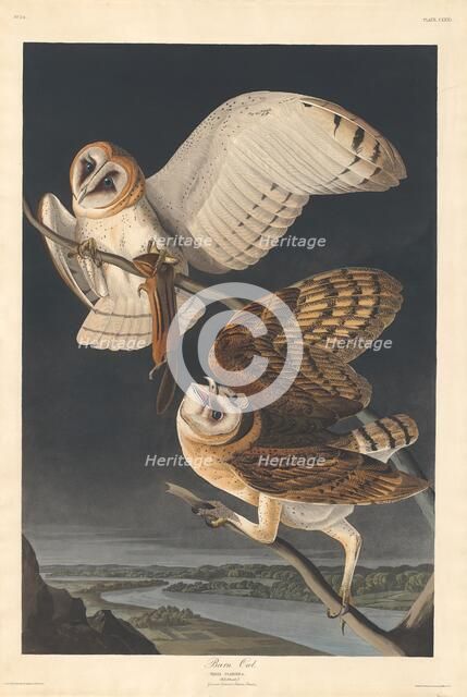 Barn Owl, 1833. Creator: Robert Havell.