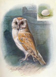 Barn-Owl - Strix flam'mea c1910, (1910). Artist: George James Rankin