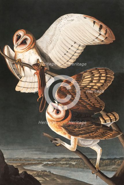 Barn Owl, Tyto Alba, 1845.