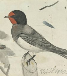 Barn Swallow, 1830. Creator: Ferdinand von Wright