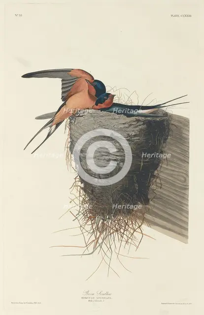 Barn Swallow, 1833. Creator: Robert Havell.