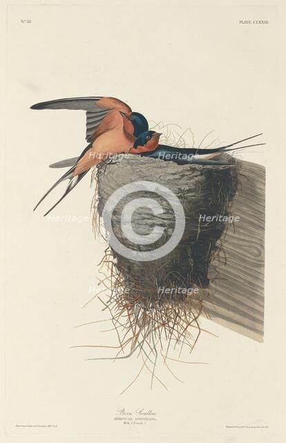 Barn Swallow, 1833. Creator: Robert Havell.