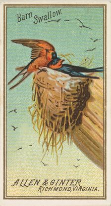 Barn Swallow, from the Birds of America series (N4) for Allen & Ginter Cigarettes Brands, 1888. Creator: Allen & Ginter