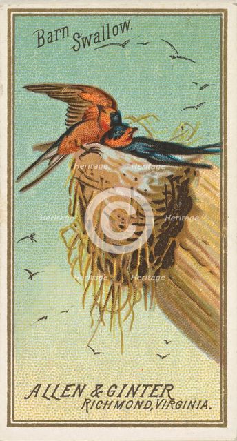 Barn Swallow, from the Birds of America series (N4) for Allen & Ginter Cigarettes Brands, 1888. Creator: Allen & Ginter.