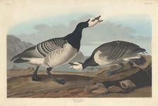 Barnacle Goose, 1836. Creator: Robert Havell