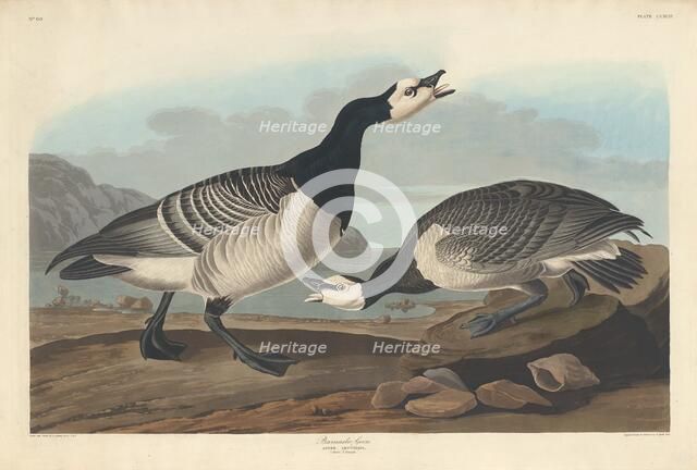 Barnacle Goose, 1836. Creator: Robert Havell.