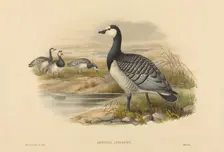 Barnacle Goose (Bernicla Leucopsis). Creators: Joseph Wolf, HC Richter