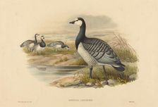 Barnacle Goose (Bernicla Leucopsis). Creators: Joseph Wolf, HC Richter