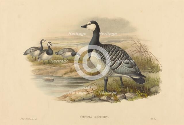 Barnacle Goose (Bernicla Leucopsis). Creators: Joseph Wolf, HC Richter.