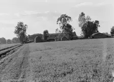 Barns of the old Mineral King Ranch seen across alfalfa field, Tulare County, California, 1938. Creator: Dorothea Lange