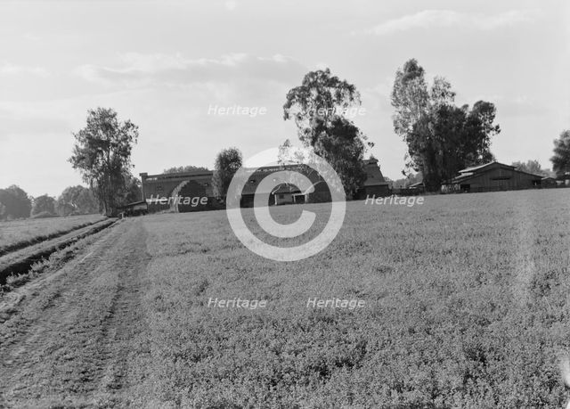 Barns of the old Mineral King Ranch seen across alfalfa field, Tulare County, California, 1938. Creator: Dorothea Lange.