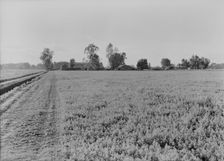 Barns of the old Mineral King Ranch seen across alfalfa field, Tulare County, California, 1938. Creator: Dorothea Lange