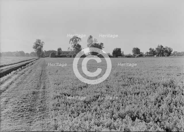 Barns of the old Mineral King Ranch seen across alfalfa field, Tulare County, California, 1938. Creator: Dorothea Lange.