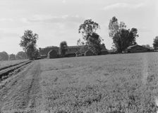 Barns of the old Mineral King Ranch seen across alfalfa field, Tulare County, California, 1938. Creator: Dorothea Lange