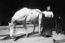 Barnum-Bailey Show - Model Artist Horse Posing, between c1910 and c1915. Creator: Bain News Service
