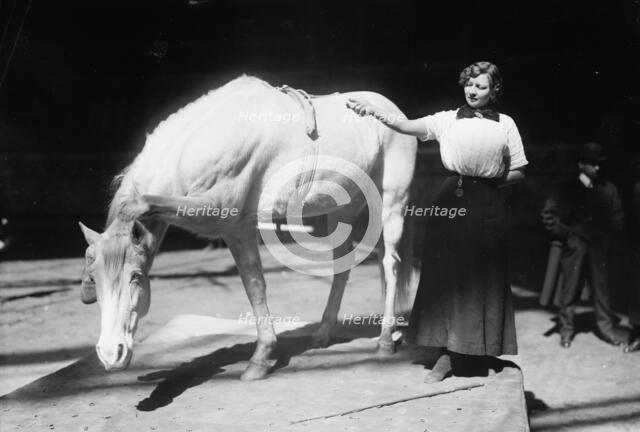 Barnum-Bailey Show - Model Artist Horse Posing, between c1910 and c1915. Creator: Bain News Service.