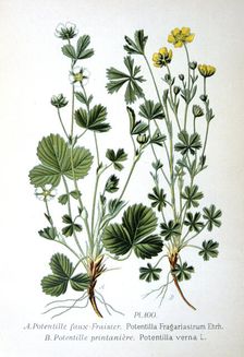 Barren strawberry and spring cinquefoil, 1893