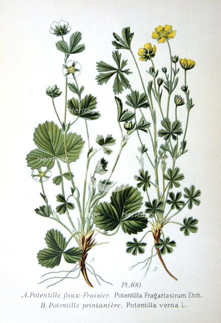 Barren strawberry and spring cinquefoil, 1893. Artist: Unknown