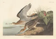 Bartram Sandpiper, 1836. Creator: Robert Havell
