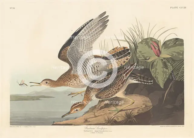 Bartram Sandpiper, 1836. Creator: Robert Havell.