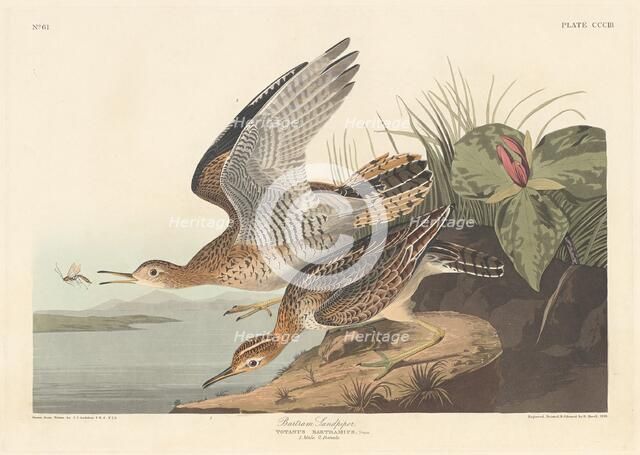 Bartram Sandpiper, 1836. Creator: Robert Havell.