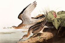 Bartram Sandpiper, Bartramia Longicauda, 1845