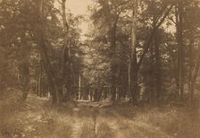 Bas-Bréau, Forest of Fontainebleau, 1849-1852. Creator: Gustave Le Gray