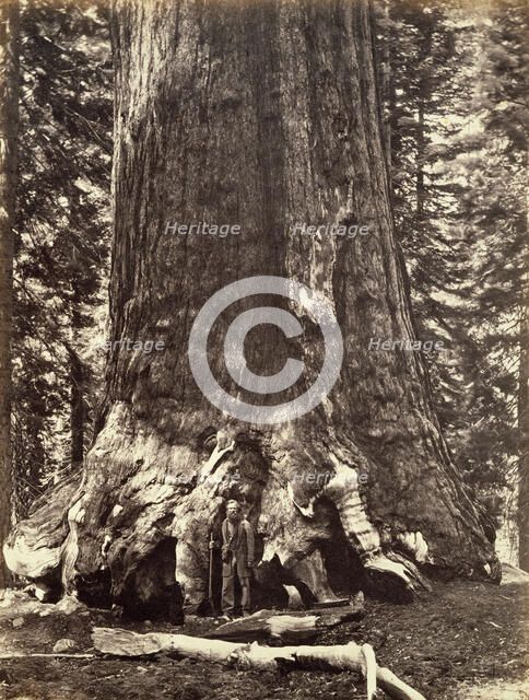 Base of the Grizzly Giant, Giant Sequoia tree, Yosemite, California, 1868. Artist: Carleton Emmons Watkins
