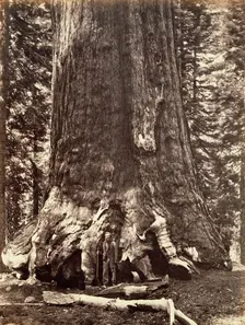 Base of the Grizzly Giant, Giant Sequoia tree, Yosemite, California, 1868. Creator: Carleton Emmons Watkins