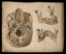 Base of the skull, with details showing the lower jaw, 1854/02/25. Creator: J.C. Whishaw