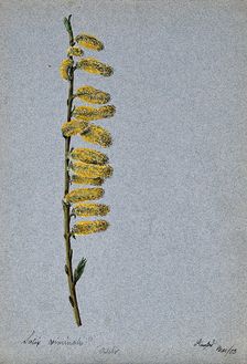 Basket willow (Salix viminalis): flowering stem, 1903. Creator: Unknown